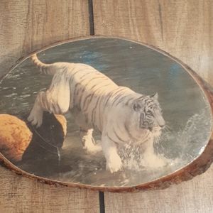 A white tiger playing in water wood wall plaque